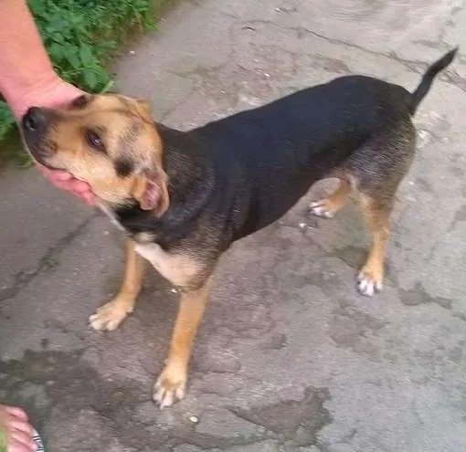 Cachorro ra a MESTIÇA BRACO TIROLES idade 3 anos nome VITÓRIA