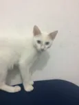Gato raça SRD idade 2 a 6 meses nome Thom