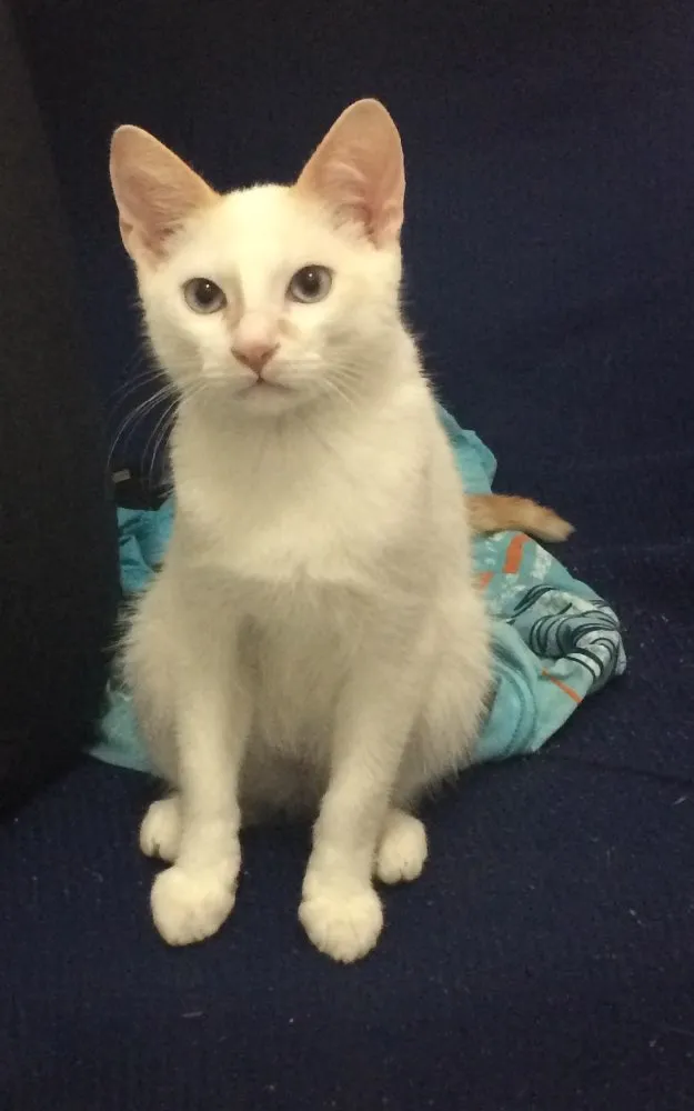 Gato raça SRD idade 2 a 6 meses nome Thom