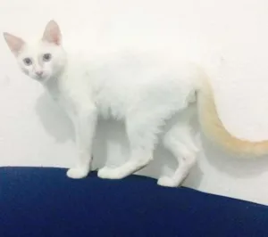 Gato raça SRD idade 2 a 6 meses nome Thom