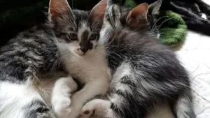 Gato raça Sem raça definida idade 2 a 6 meses nome Sem nomes