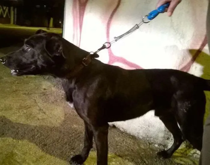 Cachorro ra a MESTIÇO MANCHESTER idade 2 anos nome LIONS
