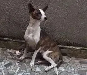 Cachorro raça vira-lata idade Abaixo de 2 meses nome não tem