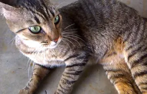 Gato raça SRD idade 2 anos nome CHARLOT