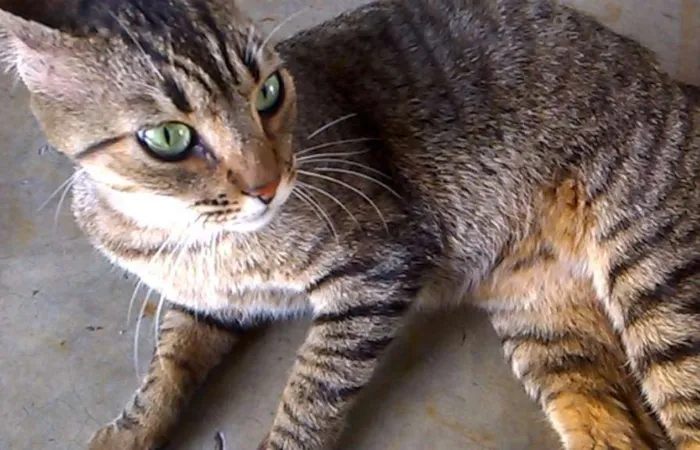 Gato ra a SRD idade 2 anos nome CHARLOT