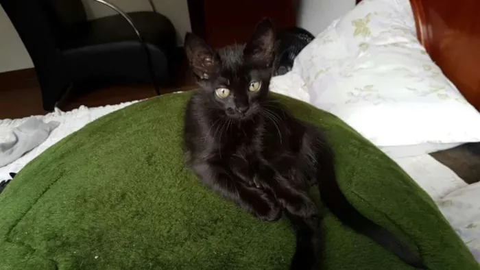 Gato raça S/R idade 2 a 6 meses nome Não tem