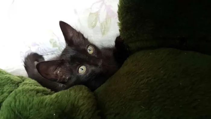 Gato raça S/R idade 2 a 6 meses nome Não tem