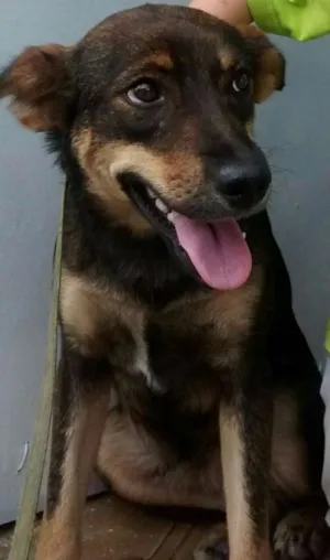 Cachorro raça SRD idade 1 ano nome Lisa
