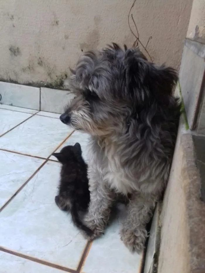 Gato raça  idade Abaixo de 2 meses nome Sem nome.
