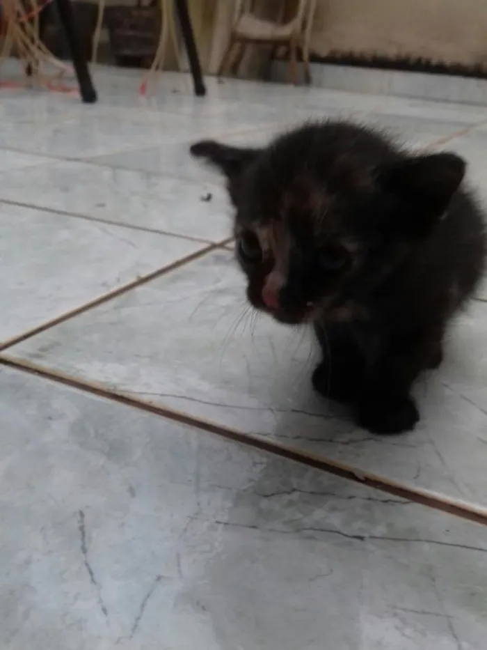 Gato raça  idade Abaixo de 2 meses nome Sem nome.