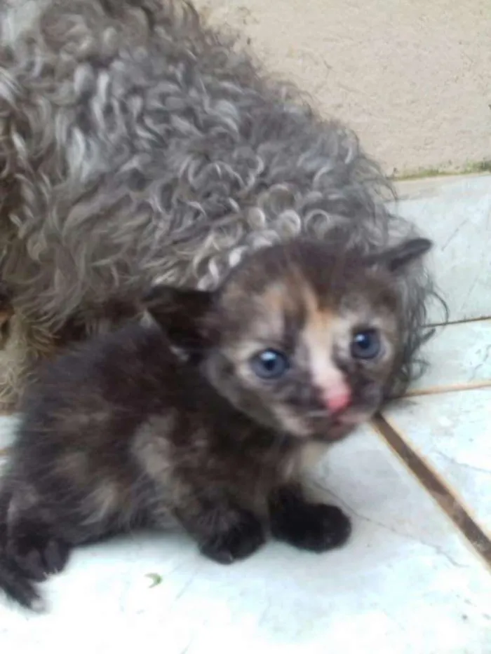 Gato raça  idade Abaixo de 2 meses nome Sem nome.