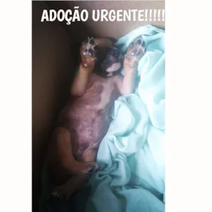 Cachorro raça SRD idade Abaixo de 2 meses nome Ainda sem nome