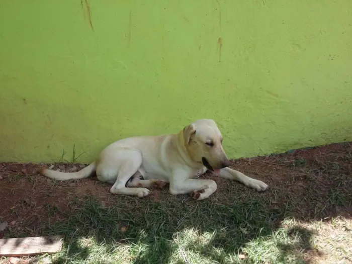 Cachorro ra a Labrador idade 2 anos nome B.Marley