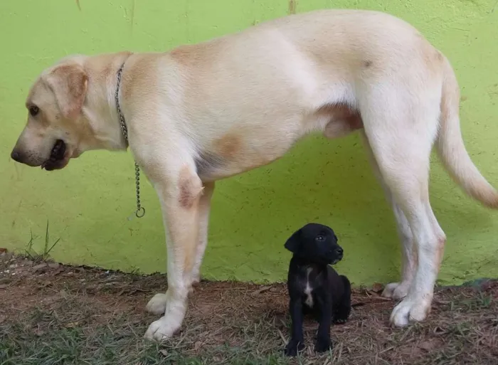 Cachorro ra a Labrador idade 2 anos nome B.Marley