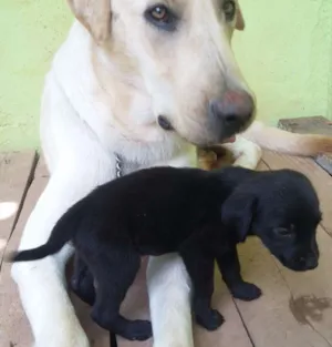 Cachorro raça Labrador idade 2 anos nome B.Marley