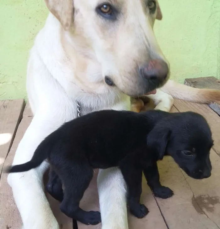 Cachorro ra a Labrador idade 2 anos nome B.Marley