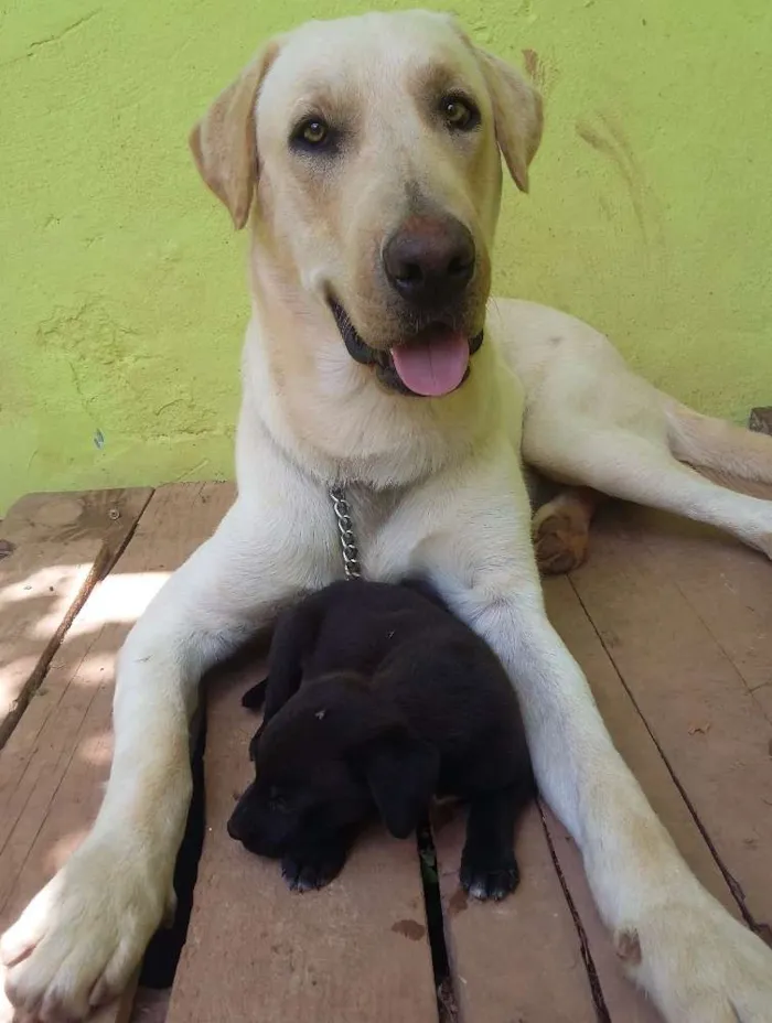 Cachorro ra a Labrador idade 2 anos nome B.Marley
