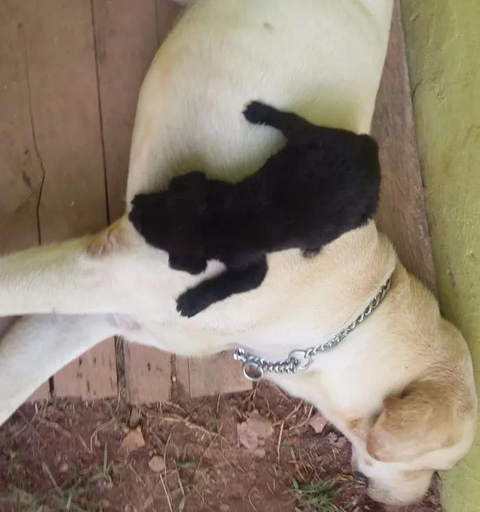Cachorro ra a Labrador idade 2 anos nome B.Marley