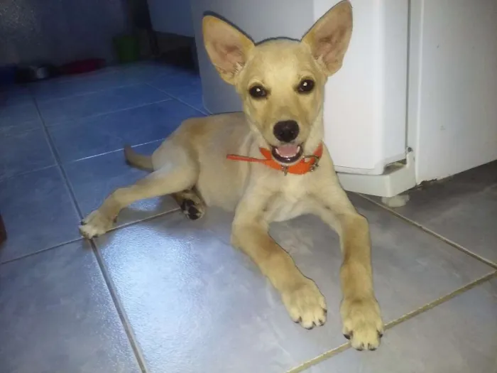 Cachorro ra a Vira lata idade 2 a 6 meses nome Moly