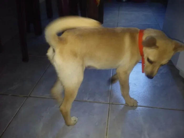 Cachorro ra a Vira lata idade 2 a 6 meses nome Moly