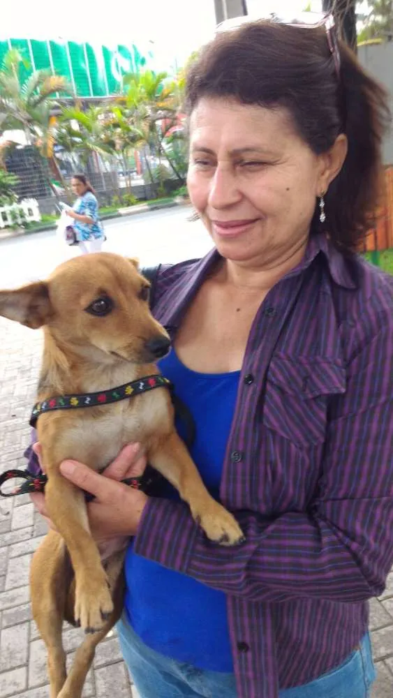 Cachorro raça SRD idade 7 a 11 meses nome Cachorra