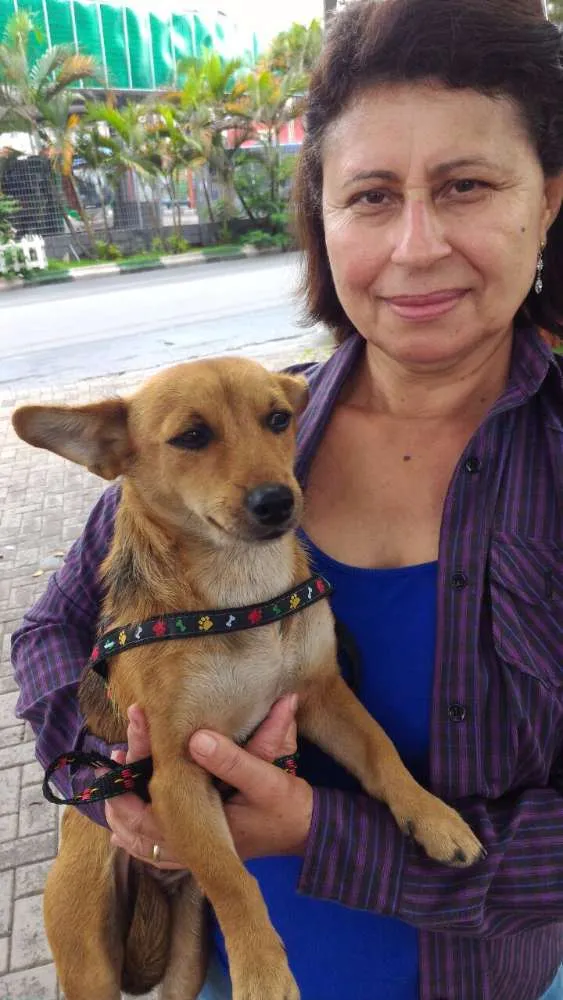 Cachorro raça SRD idade 7 a 11 meses nome Cachorra