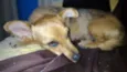 Cachorra