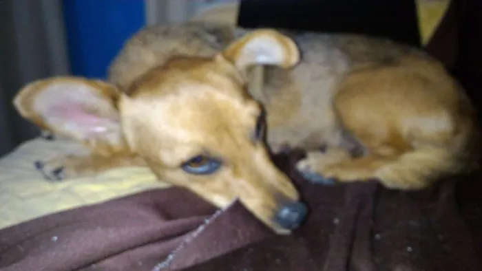 Cachorro raça SRD idade 7 a 11 meses nome Cachorra