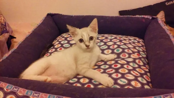 Gato ra a SRD idade Abaixo de 2 meses nome Bebês