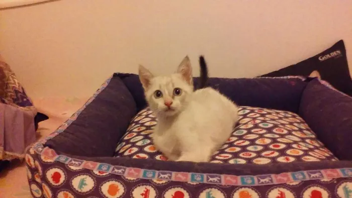 Gato ra a SRD idade Abaixo de 2 meses nome Bebês