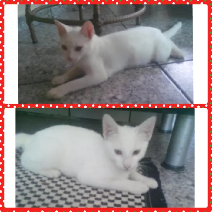 Gato ra a sem raça definida idade 2 a 6 meses nome Uiny e milka