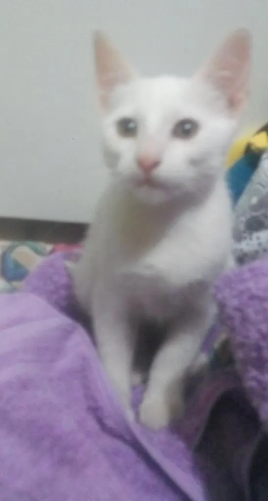 Gato ra a sem raça definida idade 2 a 6 meses nome Uiny e milka