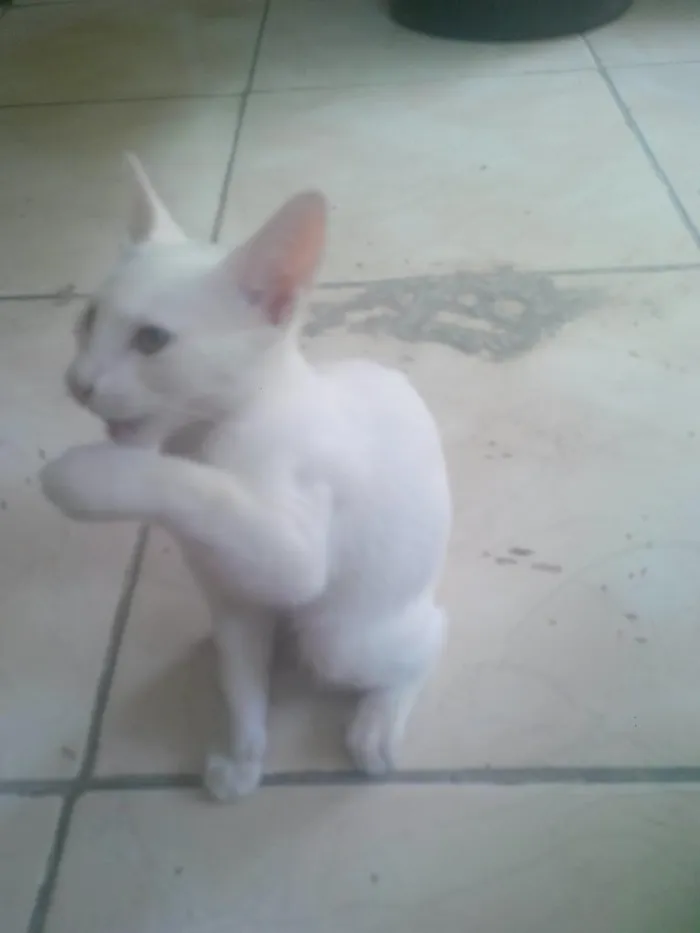 Gato ra a sem raça definida idade 2 a 6 meses nome Uiny e milka