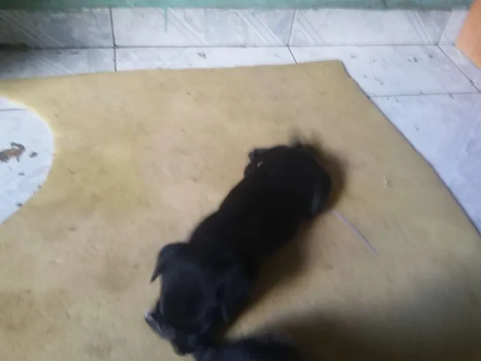 Cachorro ra a SRD idade Abaixo de 2 meses nome Sem nome