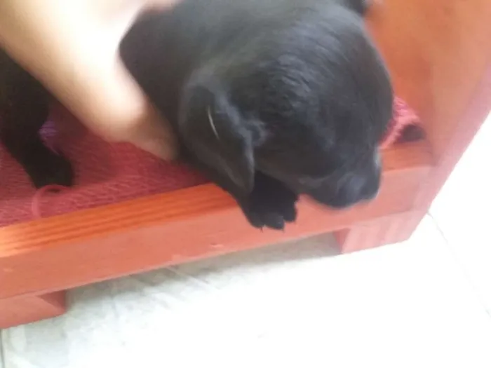 Cachorro ra a SRD idade Abaixo de 2 meses nome Sem nome