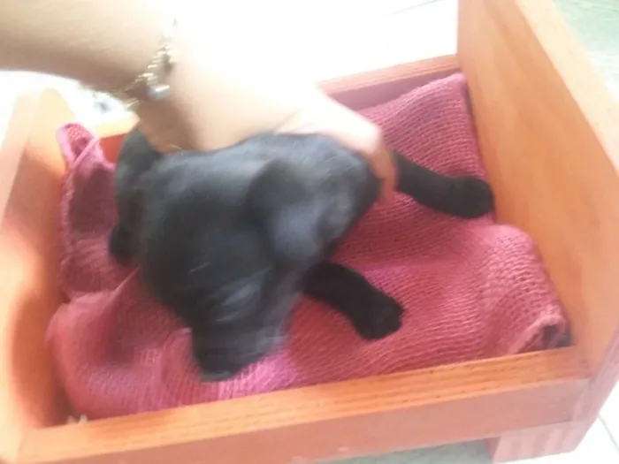 Cachorro ra a SRD idade Abaixo de 2 meses nome Sem nome