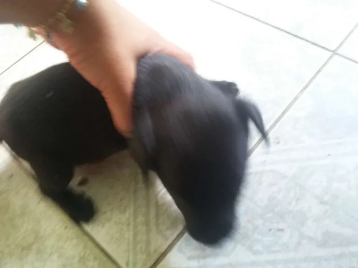 Cachorro ra a SRD idade Abaixo de 2 meses nome Sem nome