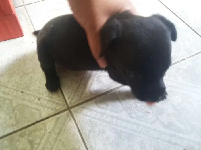 Cachorro ra a SRD idade Abaixo de 2 meses nome Sem nome
