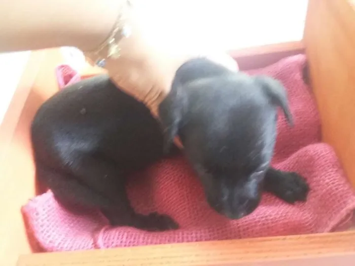 Cachorro ra a SRD idade Abaixo de 2 meses nome Sem nome