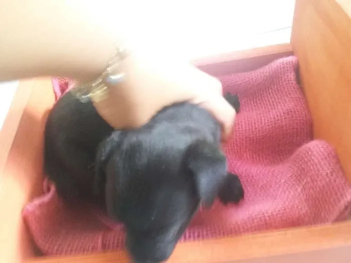 Cachorro ra a SRD idade Abaixo de 2 meses nome Sem nome