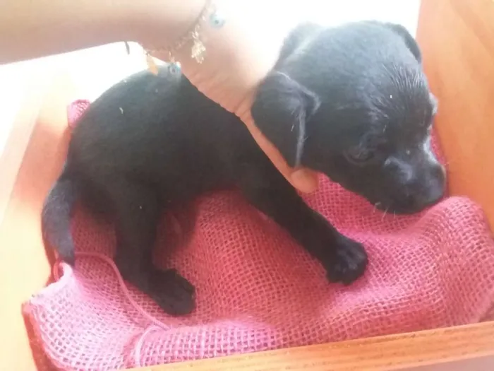 Cachorro ra a SRD idade Abaixo de 2 meses nome Sem nome