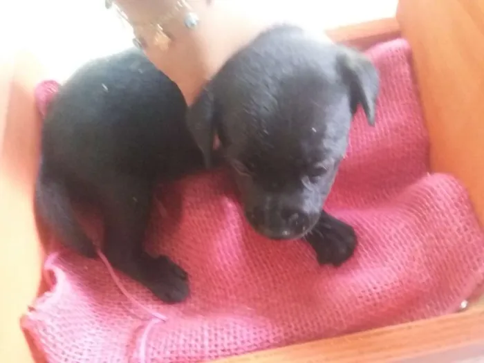 Cachorro ra a SRD idade Abaixo de 2 meses nome Sem nome