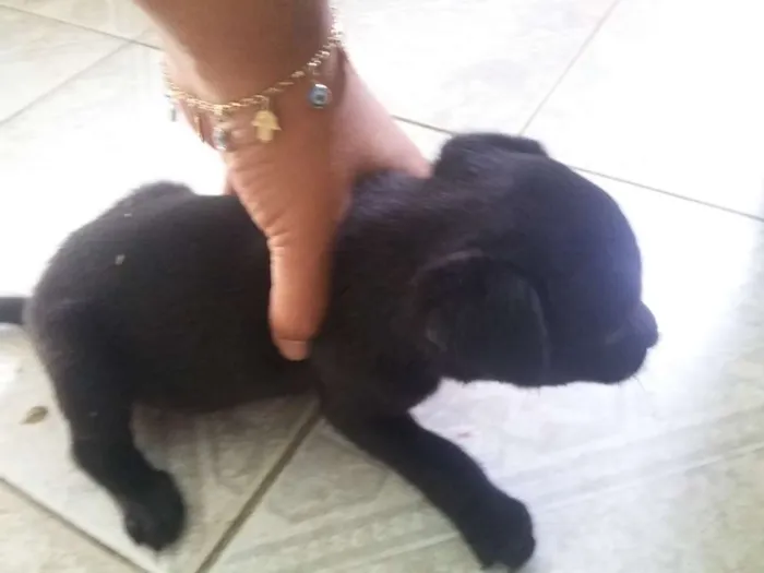 Cachorro ra a SRD idade Abaixo de 2 meses nome Sem nome