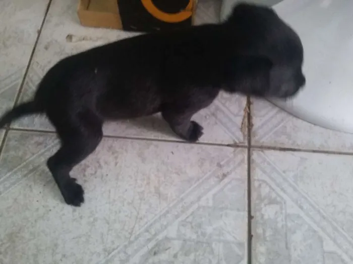 Cachorro ra a SRD idade Abaixo de 2 meses nome Sem nome
