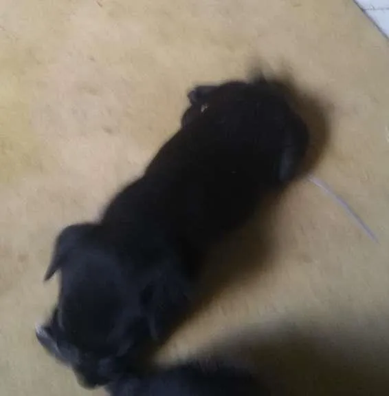 Cachorro ra a SRD idade Abaixo de 2 meses nome Sem nome