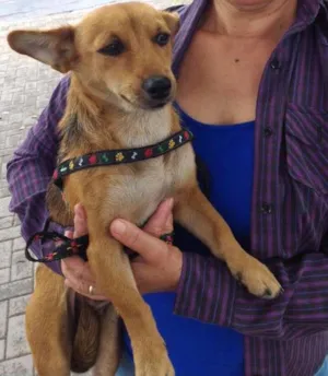 Cachorro raça SRD idade 7 a 11 meses nome Cachorra