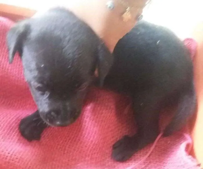 Cachorro ra a SRD idade Abaixo de 2 meses nome Sem nome
