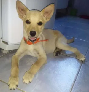 Cachorro raça Vira lata idade 2 a 6 meses nome Moly