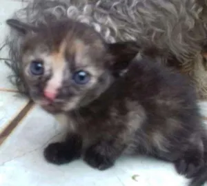Gato raça  idade Abaixo de 2 meses nome Sem nome.