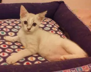 Gato raça SRD idade Abaixo de 2 meses nome Bebês